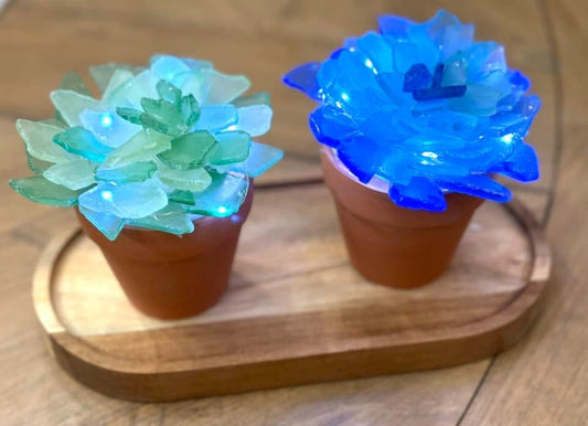 Sea Glass Succulents May 4 @ 6:30pm